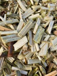 Willow Chip